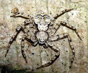 Philodromus margaritatus