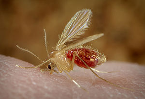 Phlebotominae