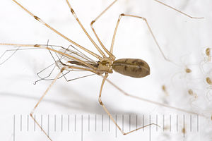 Pholcus phalangioides