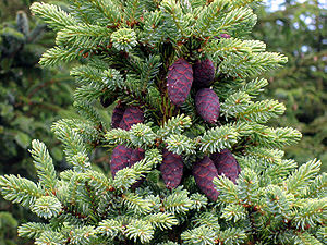 Picea mariana