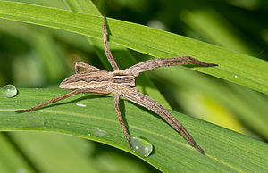 Pisaura mirabilis