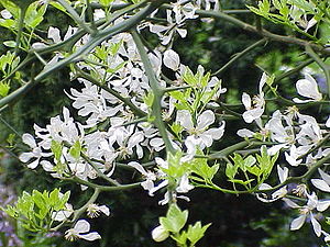 Poncirus trifoliata