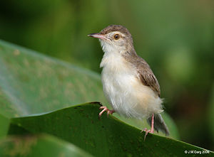 Prinia