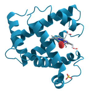 Protein ikincil yapısı