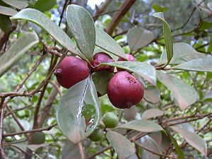 Psidium littorale