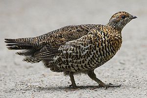 Falcipennis canadensis