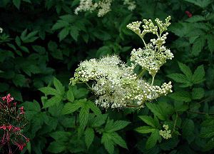 Filipendula