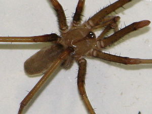 Filistatidae