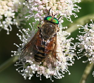 Tabanidae