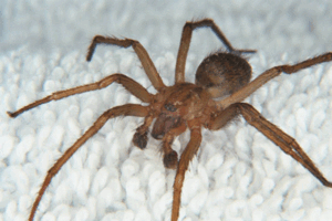 Tegenaria