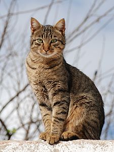 Tekir (kedi)