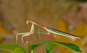 Tenodera sinensis