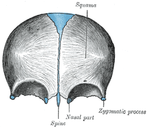 Frontal kemik