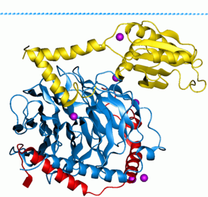 G-proteinleri