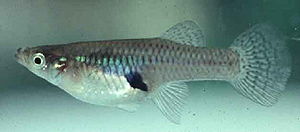 Gambusia affinis