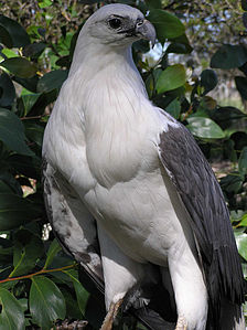 Haliaeetus leucogaster