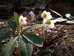 Helleborus