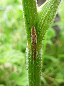 Tetragnatha extensa