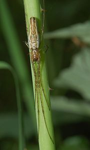 Tetragnatha montana