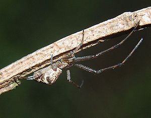 Tetragnatha obtusa