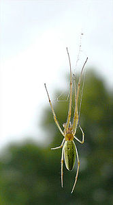 Tetragnatha pinicola