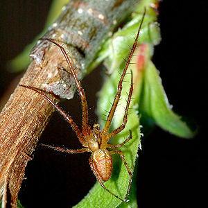 Tetragnathidae