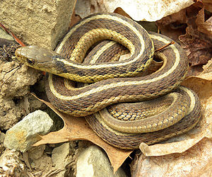 Thamnophis sirtalis