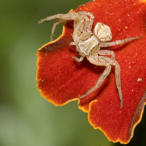 Thomisidae