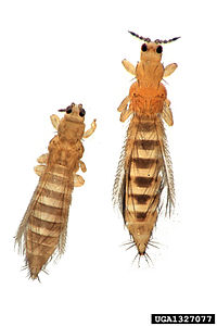 Thrips tabaci