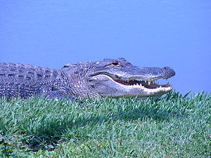 aligator