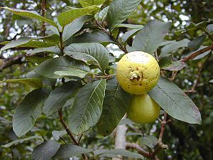 Guava