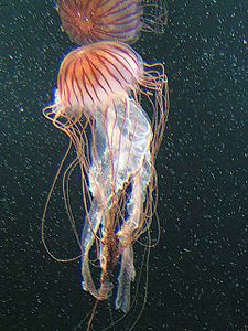 Cnidaria