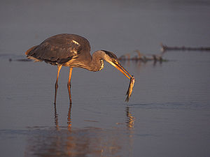 ardea