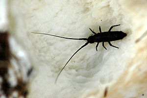 Hexapoda