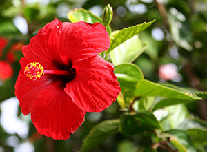 Hibiscus