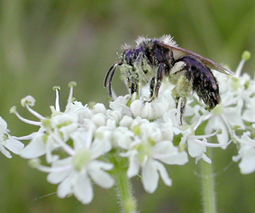 Hymenoptera