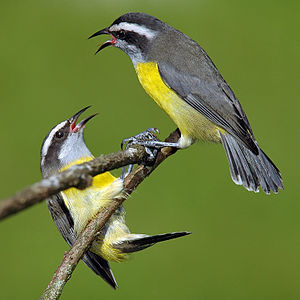 bananaquit