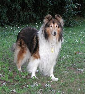 Collie