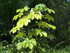 cecropia