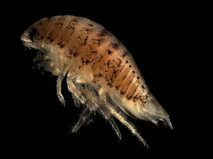 Isopoda