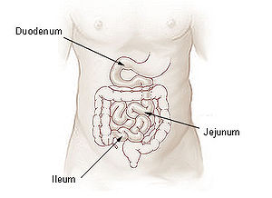 Jejunum