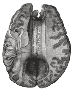 corpus callosum