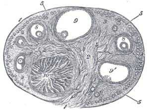 corpus luteum