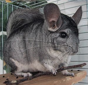 Chinchilla