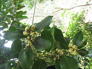 Laurus