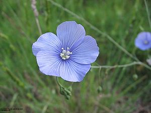 Linum