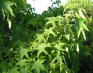 Liquidambar