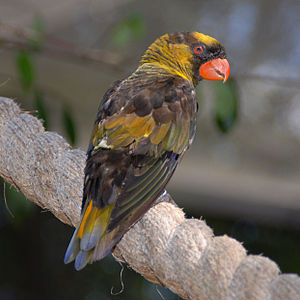 Lorikeet