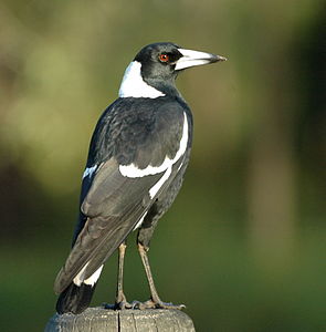 Magpie