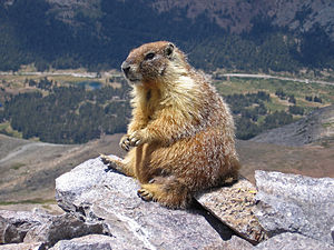 Marmot